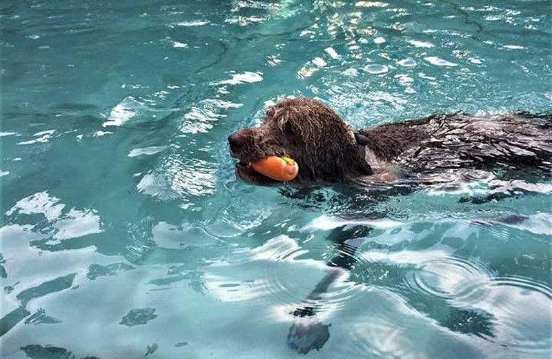 Dog Day takes place at Goebel Pool on Aug. 7. - Photo: Provided by City of Covington