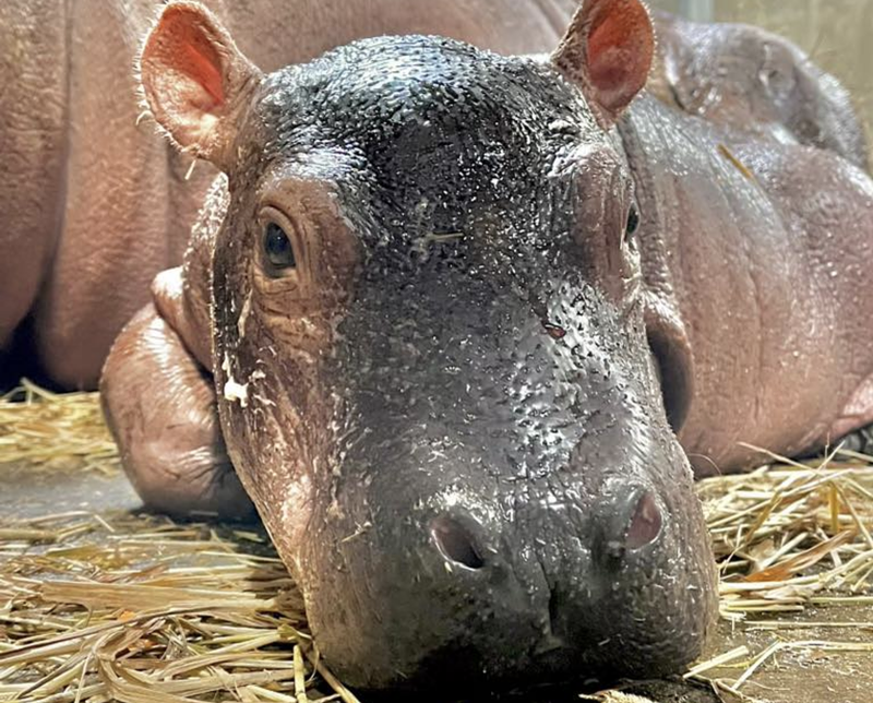 Fritz the hippo was born Aug. 3. - Photo: facebook.com/cincinnatizoo
