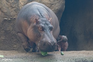 Mom Bibi and baby Fritz. - Photo: DJJAM Photo Via Cincinnati Zoo