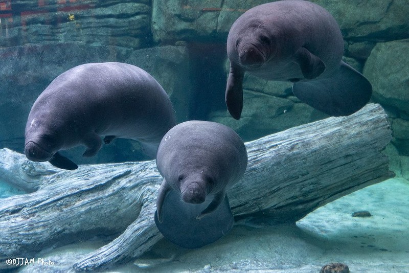 SwimShady, Alby and Manhattan return to Florida.  - Photo: @DJJAM Photo via the Cincinnati Zoo