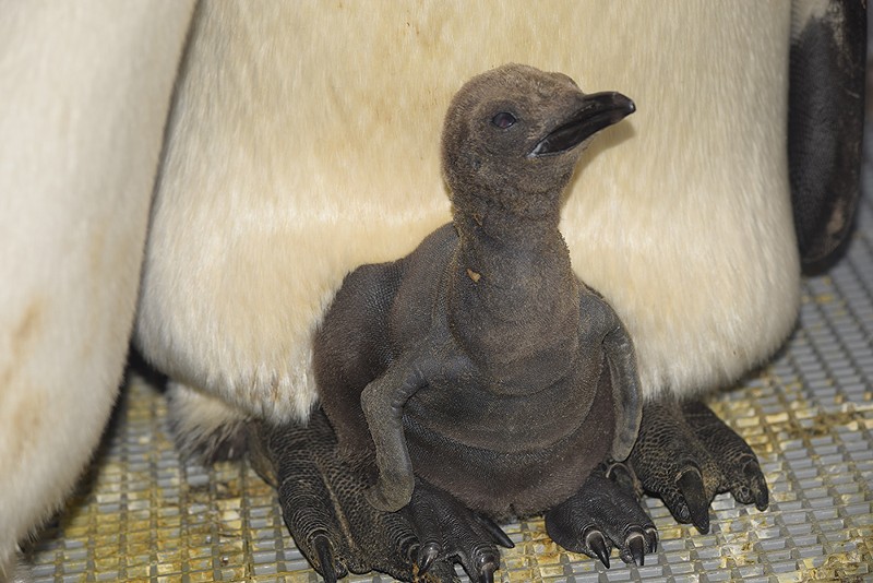 A king penguin chick hatched at the Cincinnati Zoo on Aug. 13 is being raised at the Detroit Zoo. - Photo: Provided by the Detroit Zoo