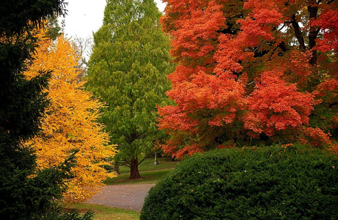 Fall foliage in Spring Grove Cemetery - Photo: David Ohmer