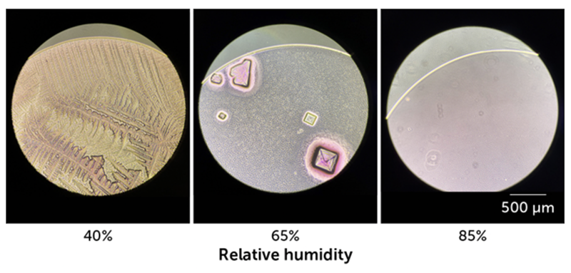 At high humidity levels, aerosols remain liquid, allowing viruses to survive better than at midlevel humidity. - Photo: Janie French/Lakdawala Lab/Univ. of Pittsburg School of Medicine