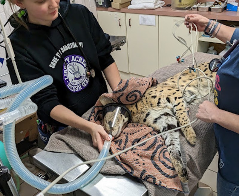 CAC’s medical staff ran a drug screen on the big cat found in a tree in Oakley, which returned positive for cocaine. - Photo: Provided by Ray Anderson