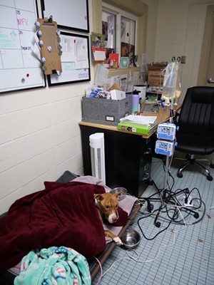 Glenda and several other dogs share office space with humans at CAC due to overcrowding. - Photo: Madeline Fening
