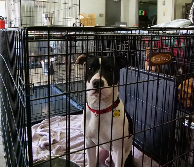 Dogs at Cincinnati Animal CARE enjoy solo kennels. - Photo: Madeline Fening