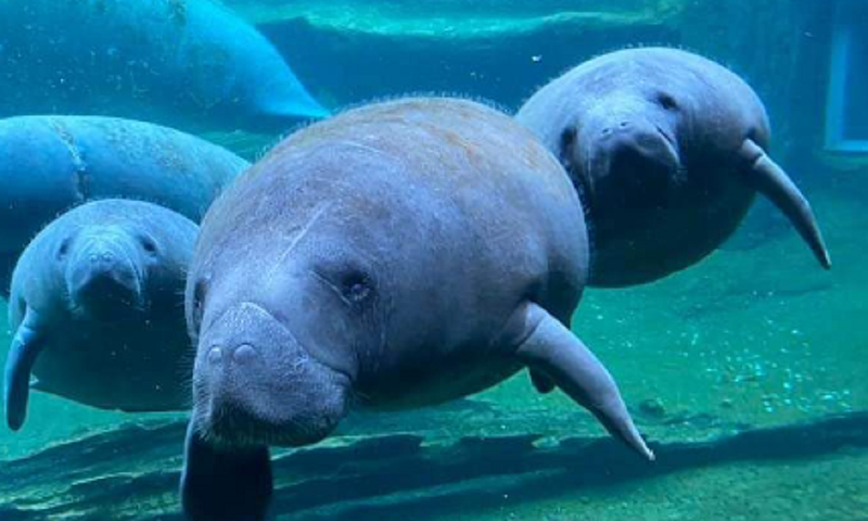 Calliope, Soleil and Piccolina are part of Cincinnati Zoo's second-stage manatee rehabilitation program. - Photo: Provided by Cincinnati Zoo & Botanical Garden