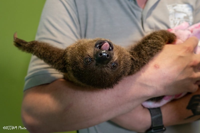 Juno the sloth pup - Photo: DJJAM Photo/Provided by the Cincinnati Zoo & Botanical Garden