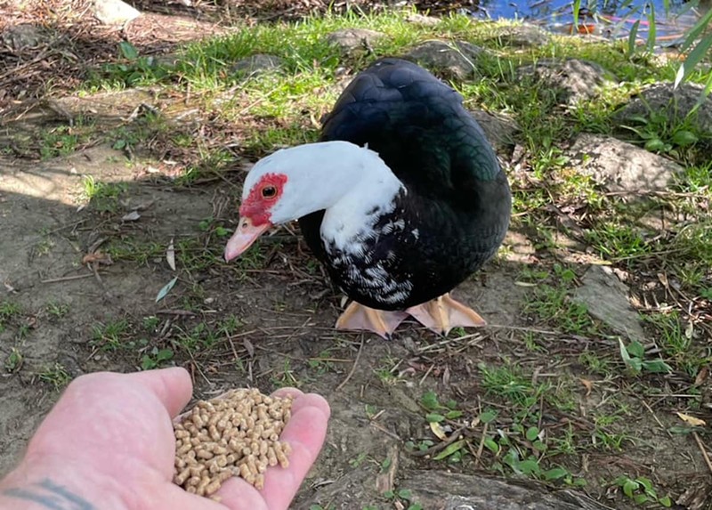 An abandoned domestic duck at Delhi Park's Clearview Lake. - Photo: facebook.com/longbottombirdranch