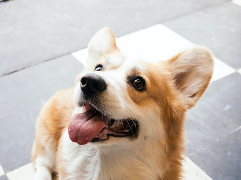 Corgipalooza brings in over 150 Corgis from across the Midwest. - Photo: Florencia Potter/Unsplash