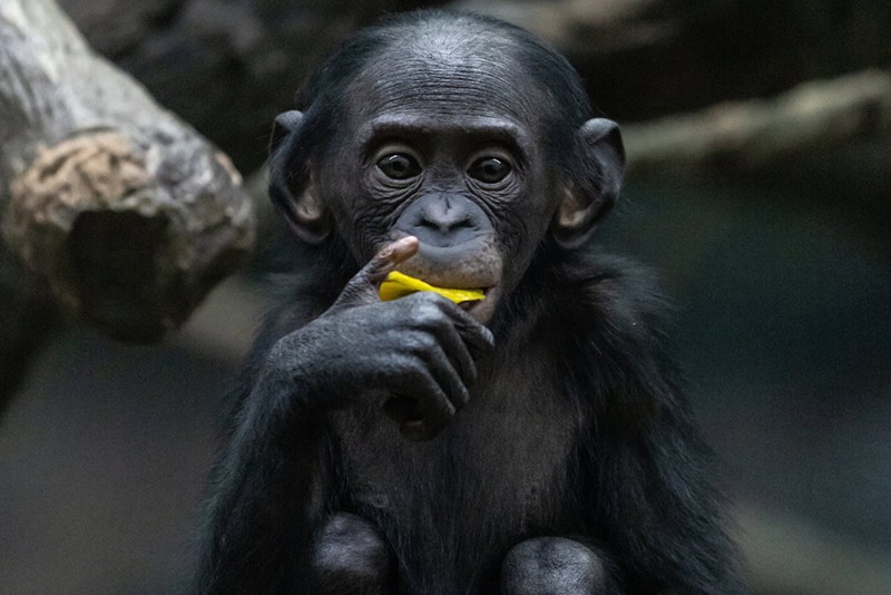 The Cincinnati Zoo is mourning the loss of a young ape, Amali the bonobo. - Photo: Michelle Peters via The Cincinnati Zoo