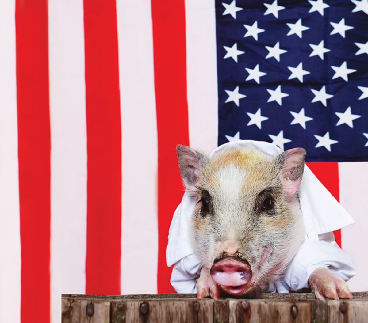 Political Pig