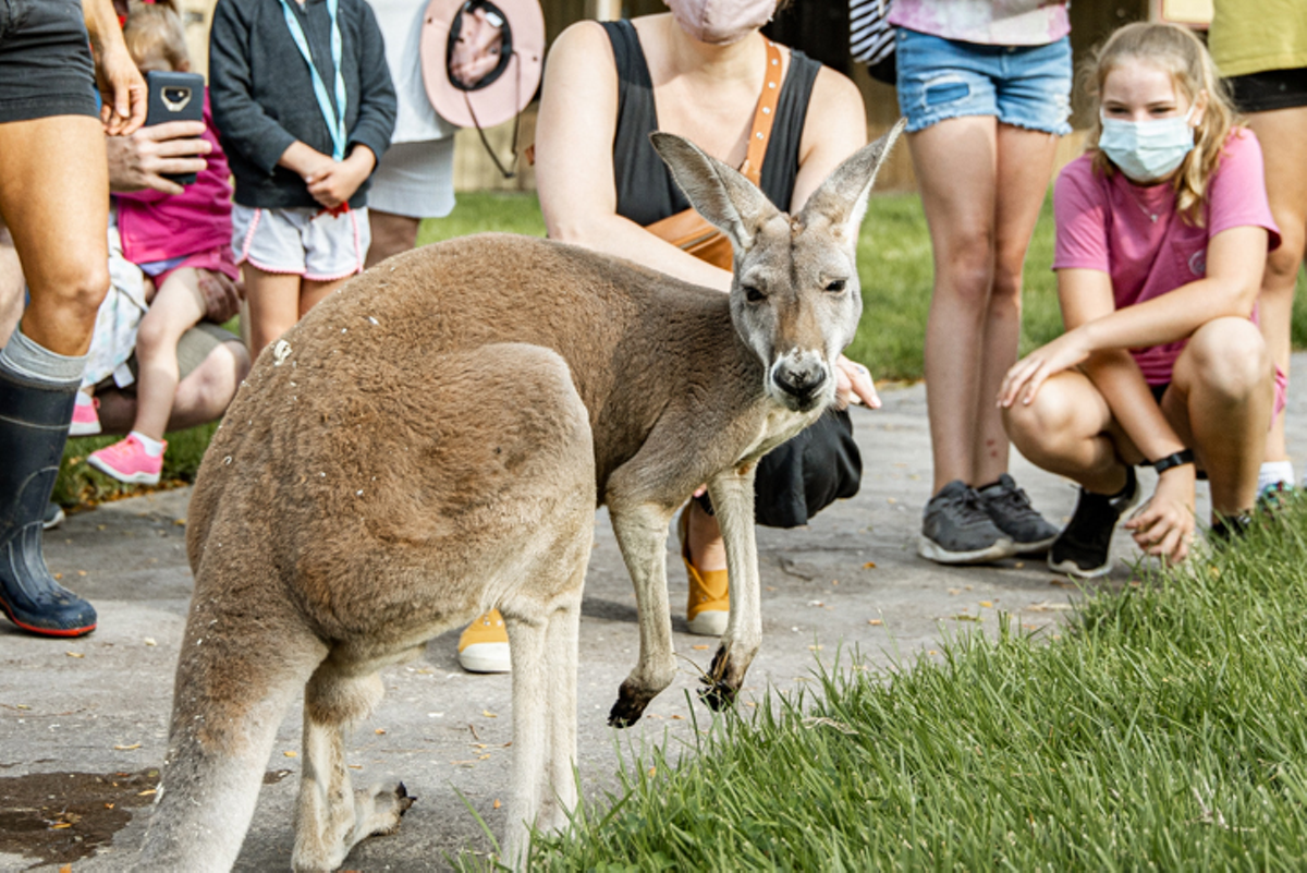 Replay feature added to Kangaroo TV