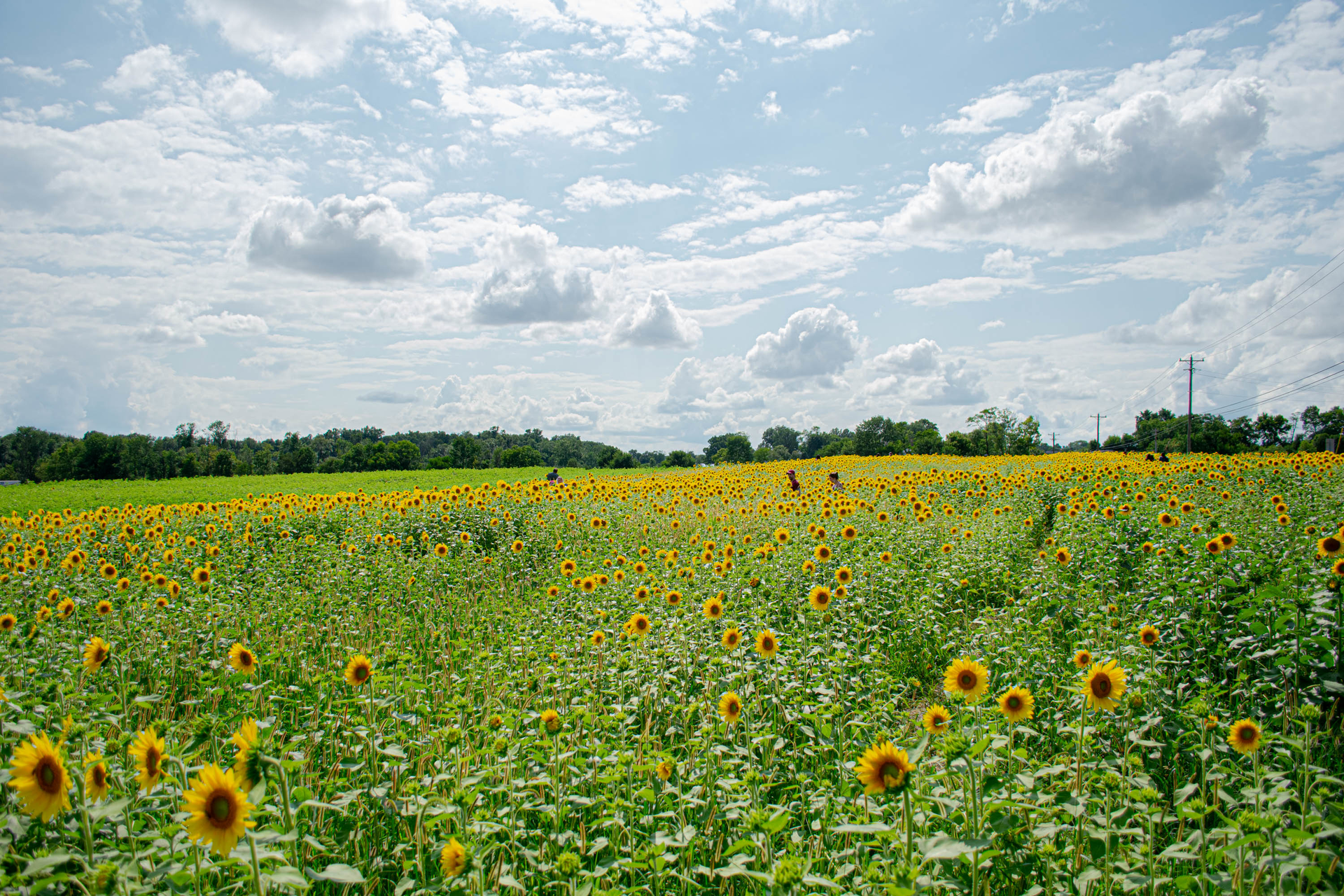 A 'field of her dreams': Man plants thousands of sunflowers to