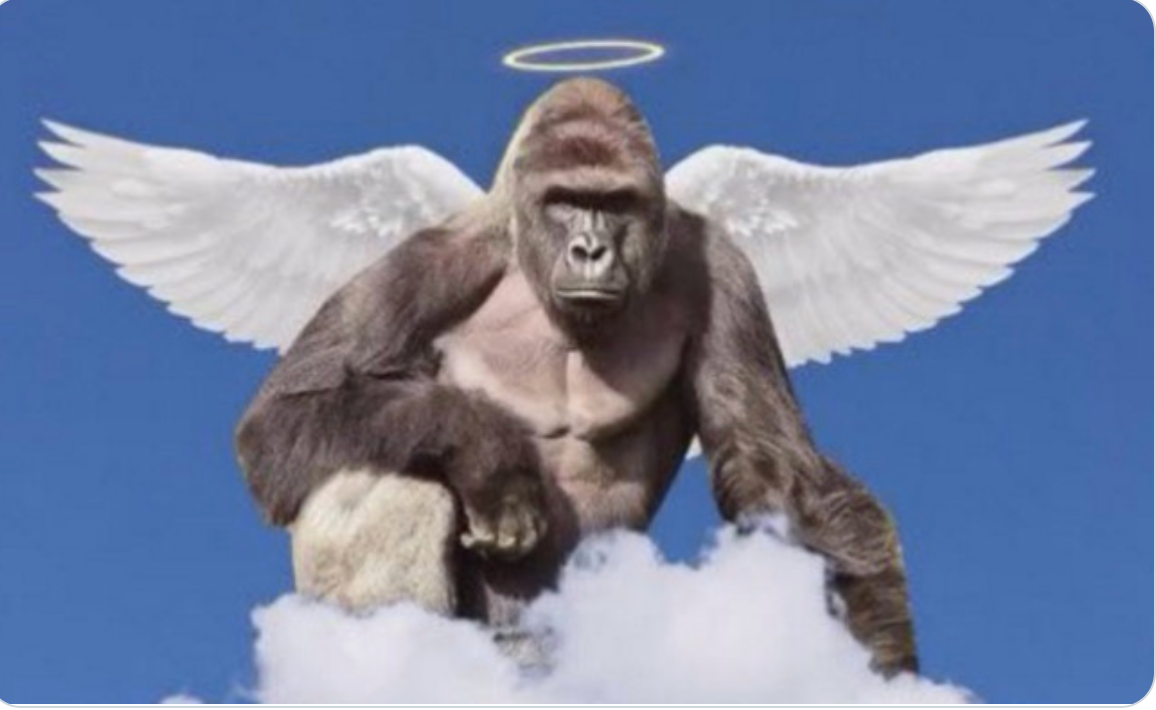 Kenny ➆ on X: We did it Reddit!! Press F to pay respects to the Cincinnati  Zoo's Twitter always remember #harambe  / X