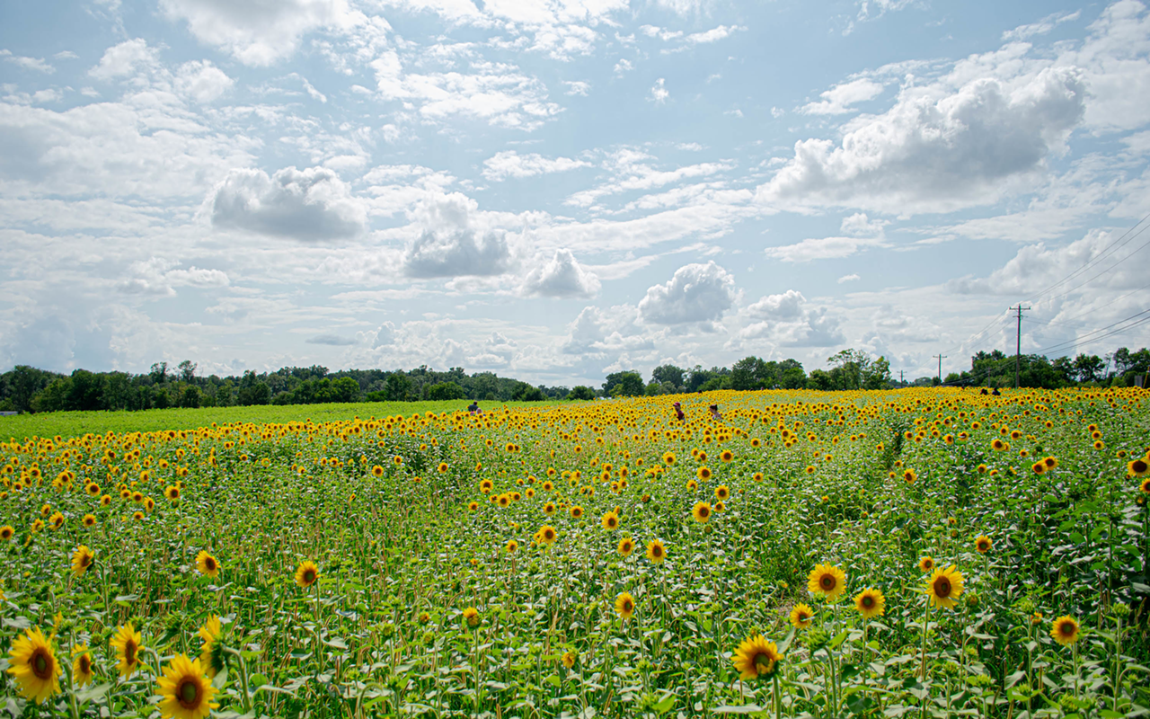 Sunflower Field across from Mason's Cottell Park