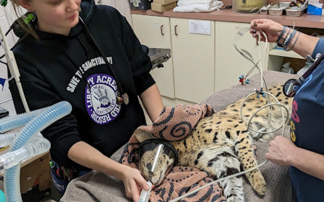 CAC’s medical staff ran a drug screen on the big cat found in a tree in Oakley, which returned positive for cocaine.