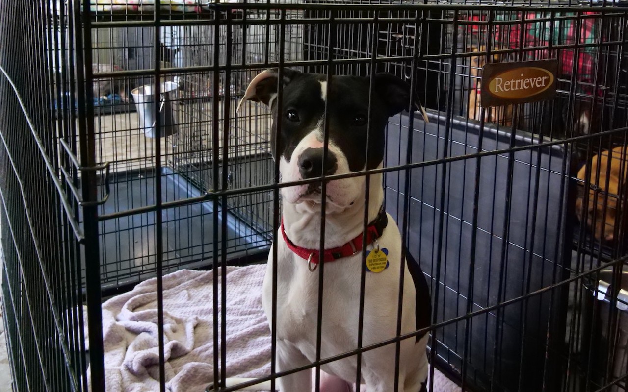 Dogs at Cincinnati Animal CARE enjoy solo kennels.