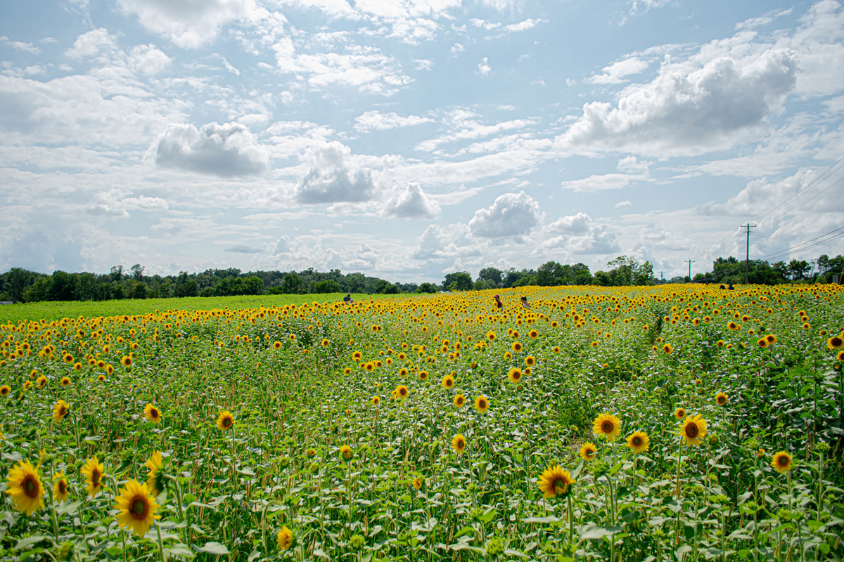 Seven Greater Cincinnati Sunflower Fields to Take a Selfie In