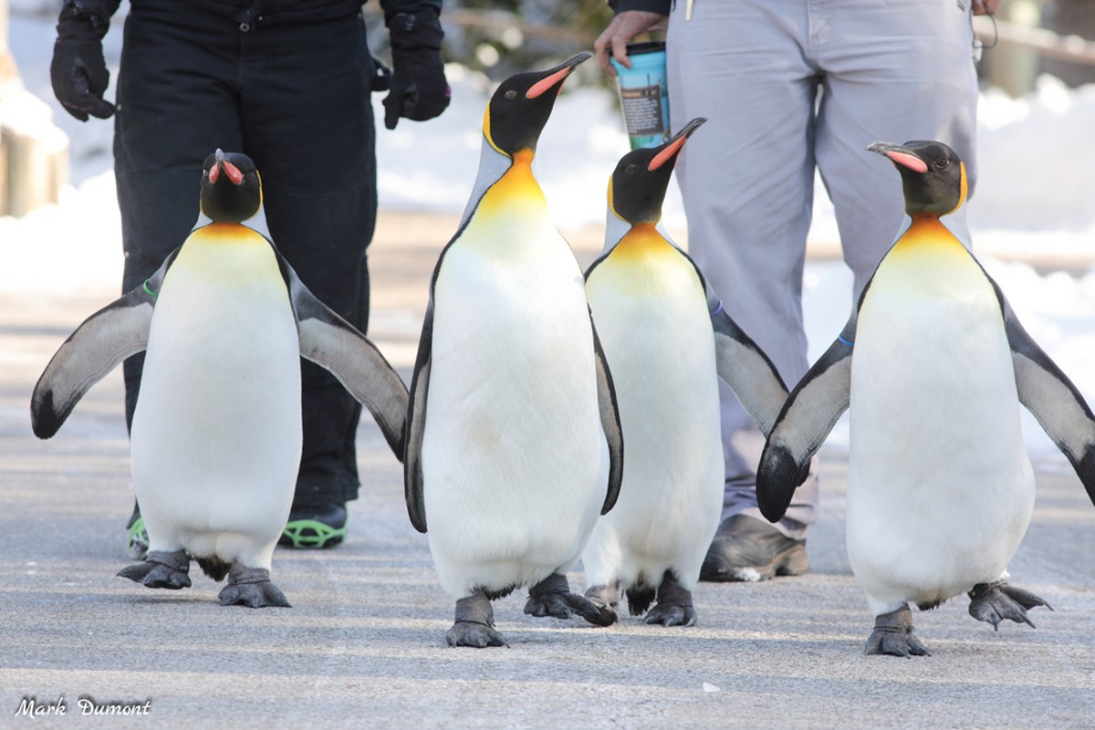Penguin Days - Cincinnati Zoo & Botanical Garden