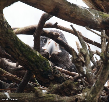This steller’s sea eagle chick was born March 3, 2022, to parents Natasha and Sergei.