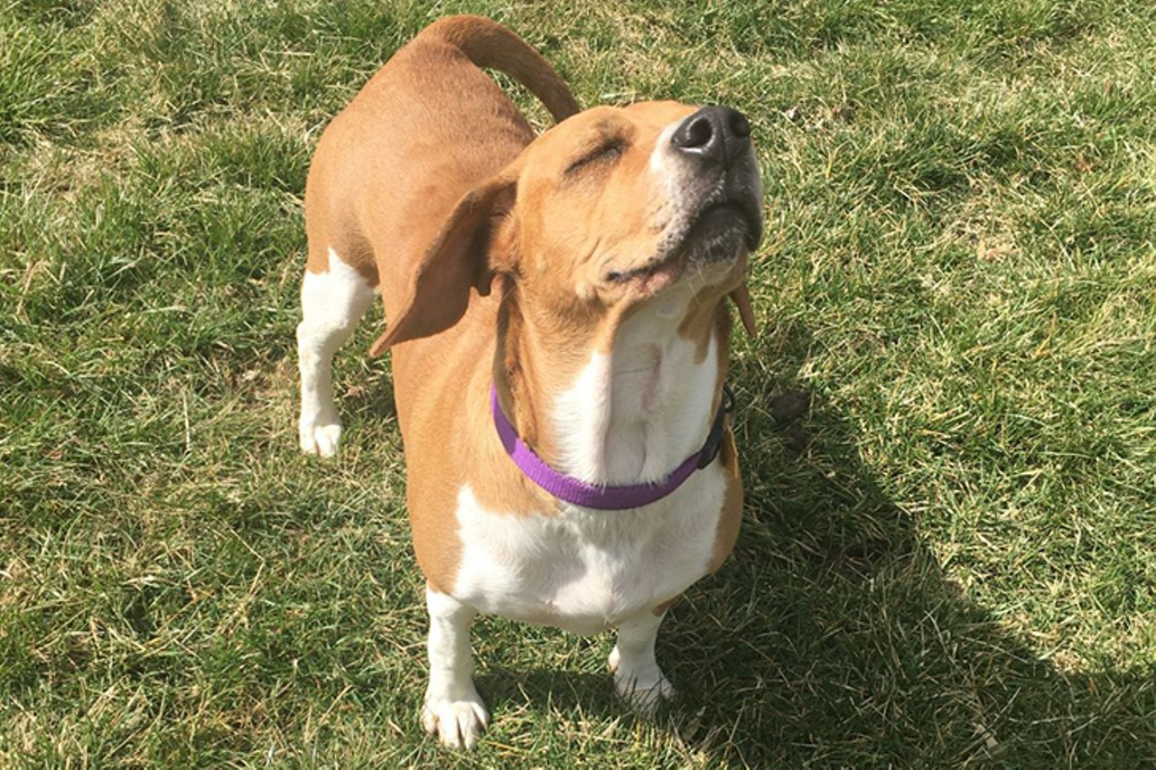Inga aka Babs
Age: 4.5 year old / Breed: Basset Hound & Beagle Mix / Sex: Female / Rescue: HART Animal Rescue
"Meet Babs, She came to HART as a stray from rural KY. The shelter named her Inga but her foster mom felt that didn't fit and calls her Babs. Babs is a 4 to 5 year old #40 Bassett Hound mix. She came to HART with double cherry eye and a flea allergy which caused her to lose a lot of fur. She's had surgery for her eyes, her skin has cleared up, and all of her soft fur grew back beautifully. Babs is now ready for her forever home. This is what her foster mom has to say about her: Babs has three favorite things: 1. Couch surfing 2. eating 3. playing and running in the yard. These are in no particular order as she seems to enjoy all three equally. Babs is smart & sweet and I'd consider her to be a medium energy level dog. She needs exercise but also loves to curl up and cuddle with us. Typical for the breed she can be quite vocal when excited."
Photo via HART Animal Rescue