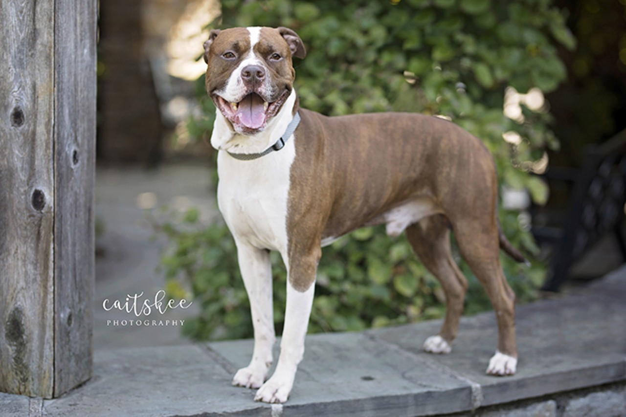 Ace 
Age: 6 years / Breed: Pitbull Terrier / Sex: Male / Rescue: Louie&#146;s Legacy 
Photo via louieslegacy.org