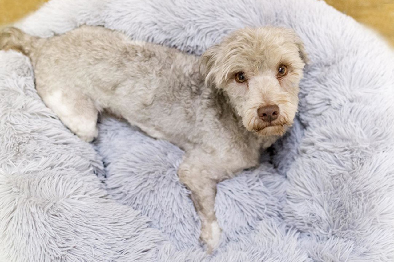 Asher
Age: 4 years old / Breed: Poodle Mix / Sex: Female / Rescue: Save The Animals Foundation
"Asher was found as a stray &#151; thin, horribly matted, very friendly and oh-so-grateful to be in the hands of caring humans. He's been shaved down, cleaned up, and vaccinated. He's scheduled to be neutered and receive full mouth Xrays in anticipation of some serious dental work. Only 4 years old and 15 pounds at initial weigh-in. A popular, upbeat little fella, Asher loves visitors!  If you are interested in Asher, please fill out an application at www.STAF.org."Photo via Save The Animals Foundation