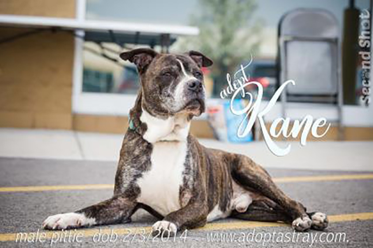 Kane
Age: 5 years 11 months / Breed:Terrier, Pit Bull Mix / Sex: Male / Rescue: Stray Animal Adoption Program 
"Kane loves to be at home with his people. He doesn&#146;t get along too well with other cats and dogs but that is just because he&#146;s always been a people &#147;person&#148;. Kane got diagnosed with cancer and had to have surgery to remove his tumor, this has made him slow down and appreciate life. Now he&#146;s is just looking for another human buddy to chill at home with. If you are interested in Kane, please fill out an application at www.adoptastray.com."
Photo via Stray Animal Adoption Program