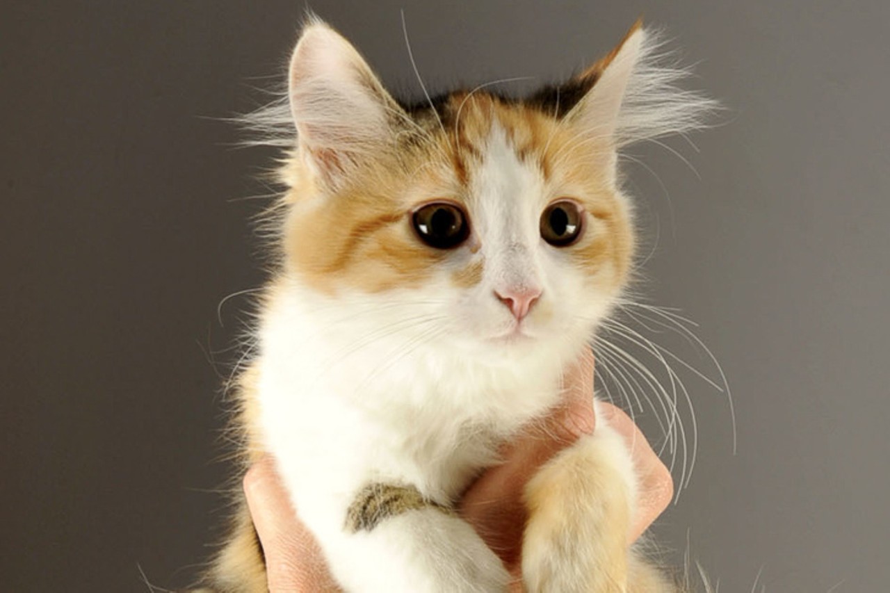 Cassie
Age: Kitten / Breed: Domestic Long Hair / Sex: Female / Rescue: Hart Animal Rescue
Photo via rescueahart.org