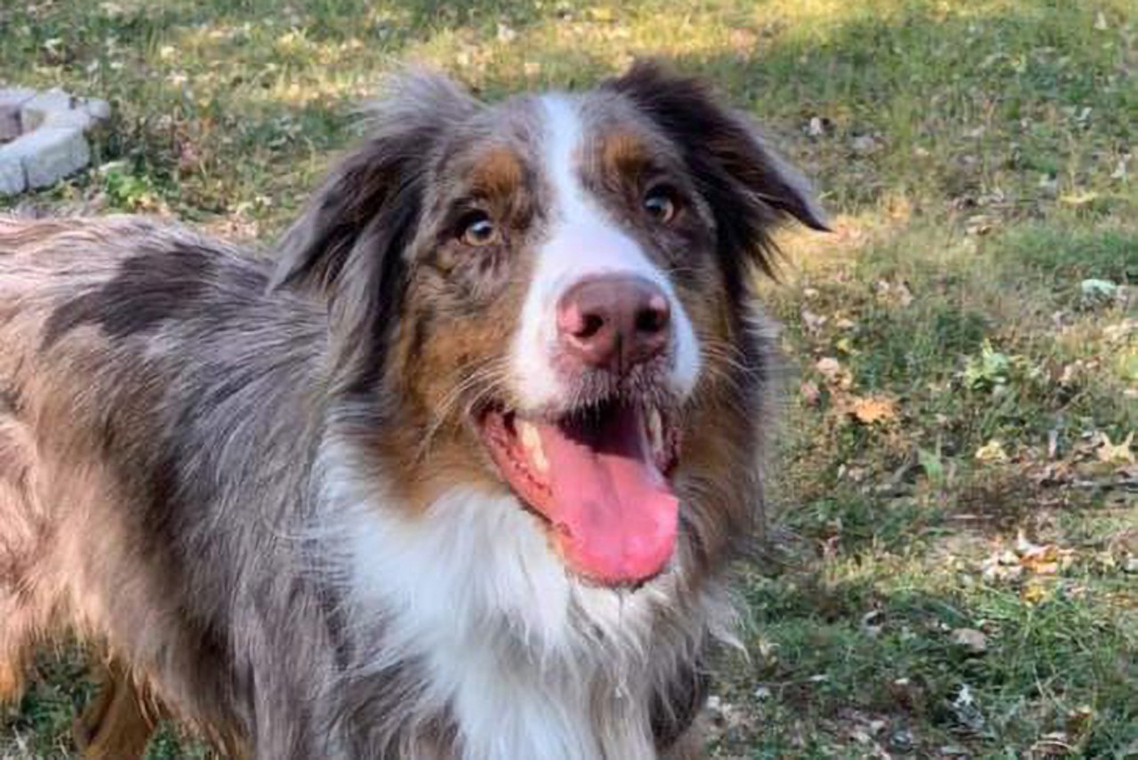 Salem
Age: 2 Years Old / Breed: Australian Shepherd / Sex: Male / Rescue: Stray Animal Adoption Program 
&#147;Salem, a 2 year old Australian Shepherd who is now on the market for his forever home. He's a happy boy and gets along well with other dogs, but doesn't necessarily like to be bossed around by other dogs. Loves humans, kids included but I'd be careful around young kids not because he's mean but because he does jump for attention and weighs 70lbs. He doesn't have a ton of commands that I can tell, but seems like he will be a quick learner.&#148;
Photo: Stray Animal Adoption Program