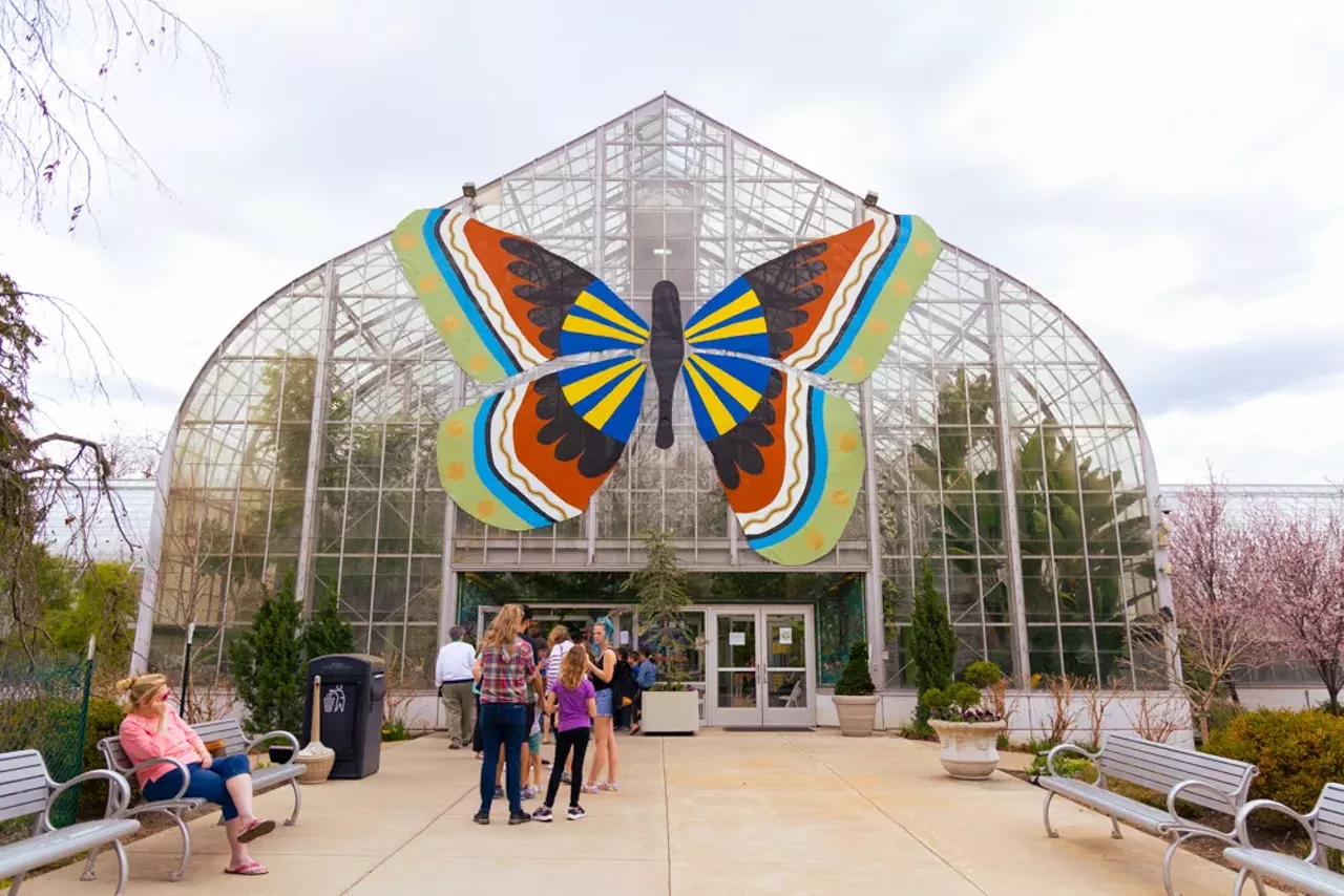 Everything We Saw at the 'Butterflies of the Nile' Show at Krohn  Conservatory | Cincinnati | Cincinnati CityBeat