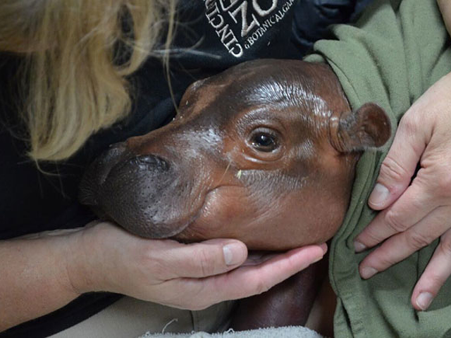 Baby hippo Fiona was born six weeks before her due date.