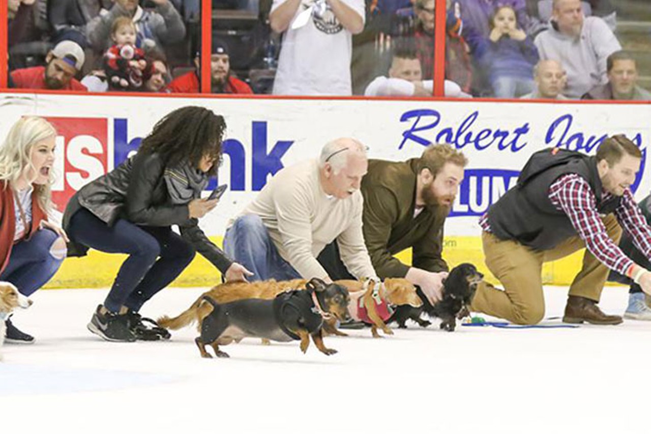 SATURDAY 17
EVENT: Pups and Pucks at the Cincinnati Cyclones
Dog breeders around the world know you train wiener dogs for speed in a race, not endurance. Have you been conditioning your beloved dachshund for his/her moment of glory in front of a packed hockey arena? Did you know there&#146;s more to do at a hockey game than build pyramids out of empty dollar beer cans? Bring your four-legged buddy to the U.S. Bank Arena for the Cyclones&#146; Wiener Dog Races presented by John Morrell. All the good pups whose parents registered their spot in the race (visit the Cyclones&#146; site for a waiver) will patter across the frozen rink in a life or death (not really) race of a lifetime during the game&#146;s first intermission. Also, Morrell is sponsoring dollar hot dogs all night. And even if your dog isn&#146;t racing, you can bring your them to the game to sit in a designated &#147;Pups and Pucks&#148; area. 7:30 p.m. puck drop Saturday. $15-$29.50 human; $5 dog ticket. U.S. Bank Arena, 100 Broadway, Downtown, cycloneshockey.com. 
Photo: Provided