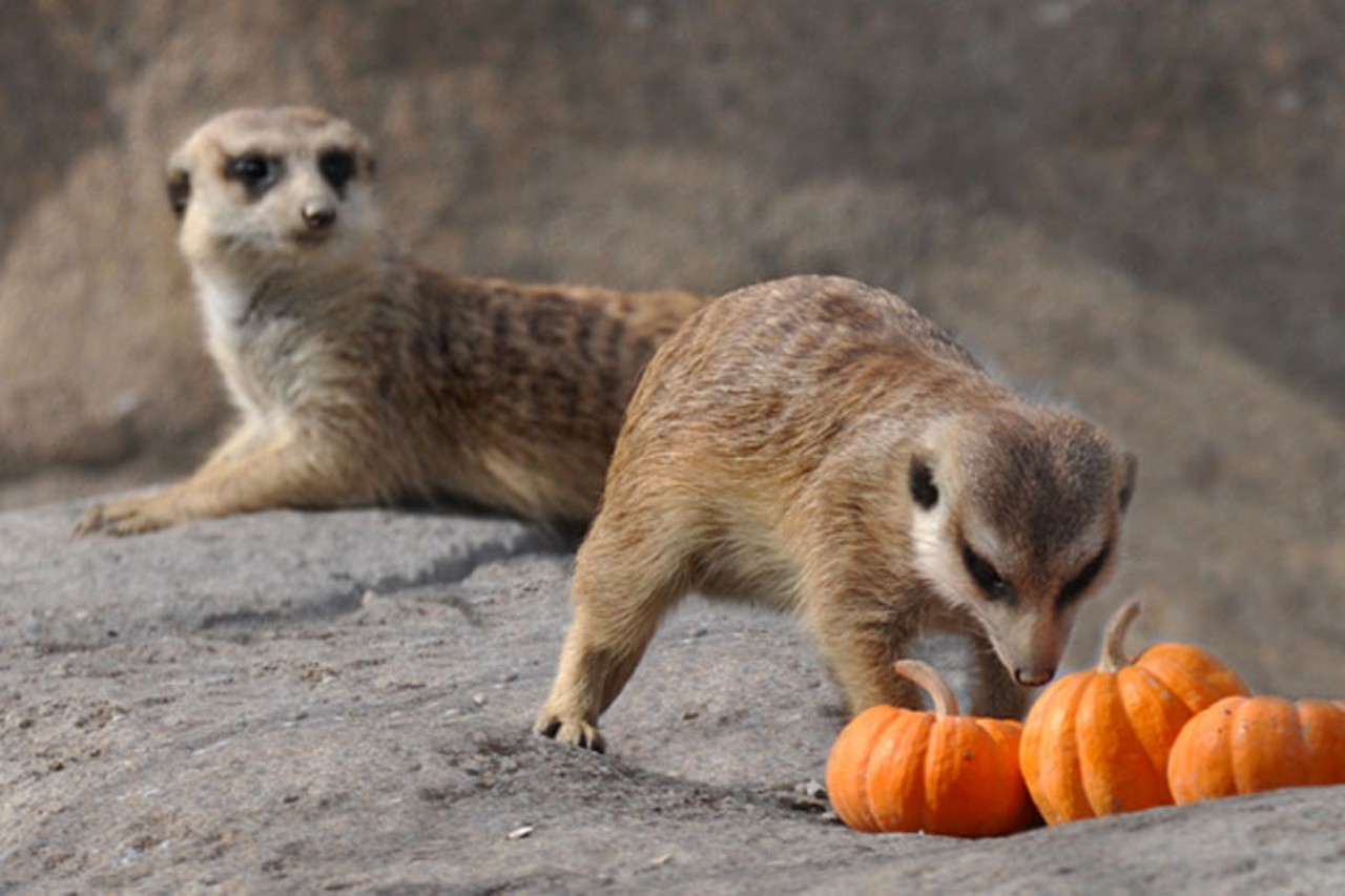 SATURDAY 13-SUNDAY 14
EVENT: HallZOOween
Get spooky with some wild animals at the Cincinnati Zoo&#146;s HallZOOween event. Promised to be &#147;so much fun, it&#146;s scary,&#148; the event will offer family-friendly events all day long like trick-or-treat stations and special animal encounters. Families will also have a chance to attend the Beauty Shop of Horrors or Phil Dalton&#146;s Theater of Illusion Shows. For an additional charge, the kids can dare to ride the Hogwarts Express Train Ride or a Scare-ousel. Noon-5 p.m. Saturday and Sundays in October. Event is included with zoo admission ($19 adult; $12 children/seniors). Cincinnati Zoo & Botanical Garden, 3400 Vine St., Avondale, cincinnatizoo.org.
Photo: Kathy Newton