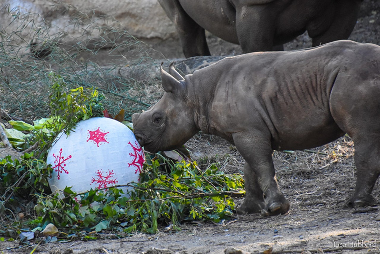 Baby rhino Ajani Joe got a special ball from Santa