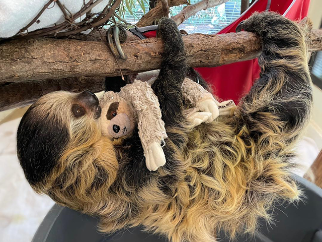 Lightning practicing motherhood with a stuffed sloth