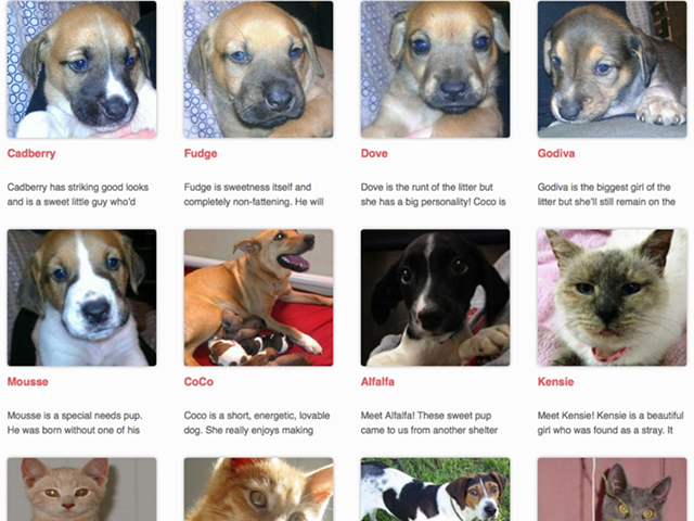 A small sample of adoptable pets at My Furry Valentine