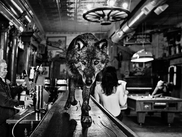 "Wolf of Main Street"