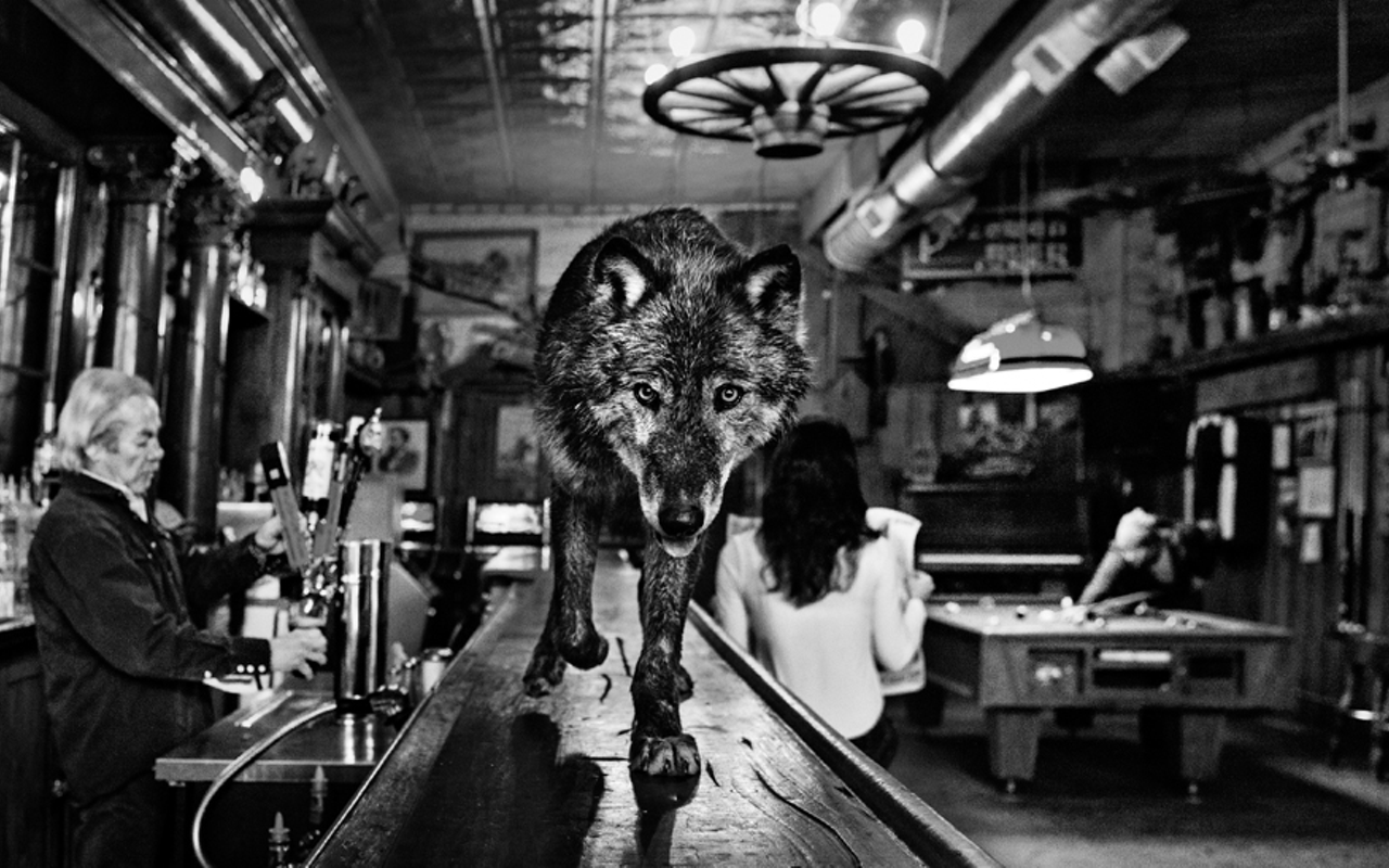 "Wolf of Main Street"